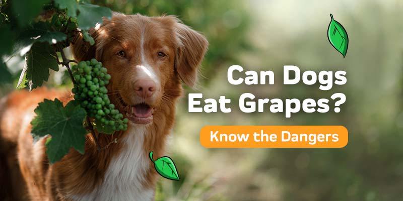 Can Dogs Eat Grapes?