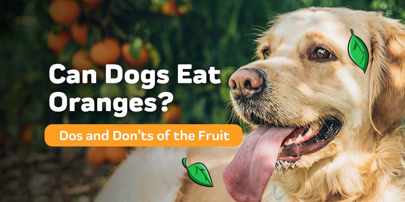 Can Dogs Eat Oranges?