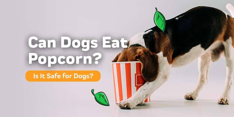 Can Dogs Eat Popcorn?