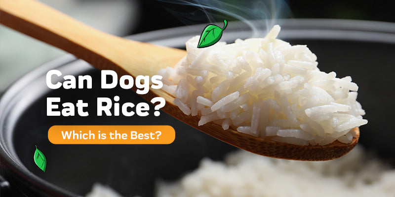Can Dogs Eat Rice?