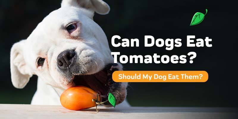 Can Dogs Eat Tomatoes?