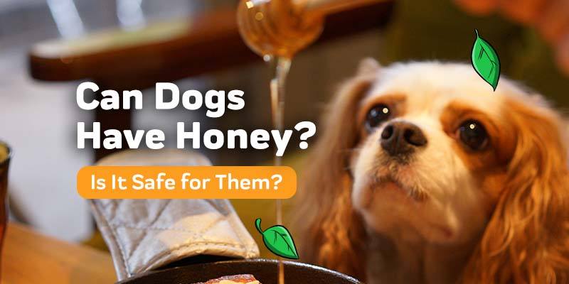 Can Dogs Have Honey?