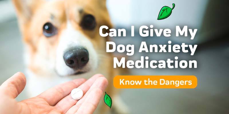 Can I give my dog anxiety medication?