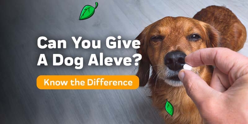 Can You Give A Dog Aleve?