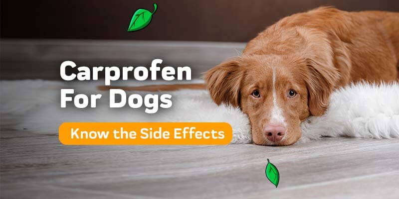 Carprofen for Dogs: Dosage, Side Effects, and the Safety Timeline