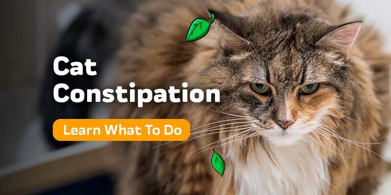 Cat Constipation