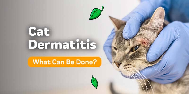 Cat Dermatitis