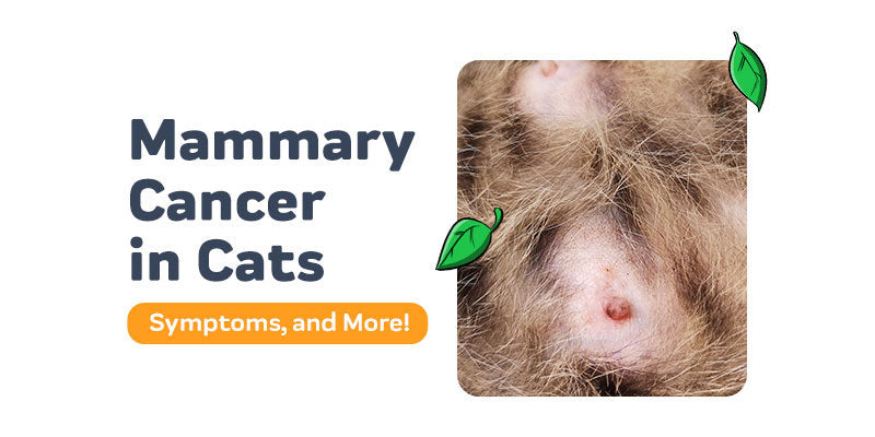 Mammary Cancer in Cats: Symptoms, Diagnosis, and Treatment