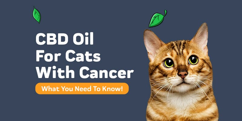 How to Use CBD Oil for Cats with Cancer and Why it Works