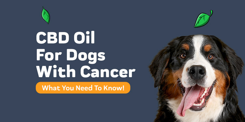 Using CBD Oil For Dogs with Cancer: What You Need To Know