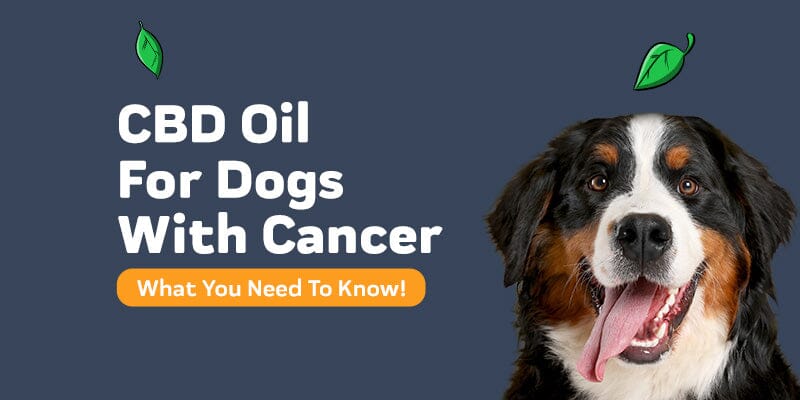 What Is CBD Oil for Dogs With Cancer?