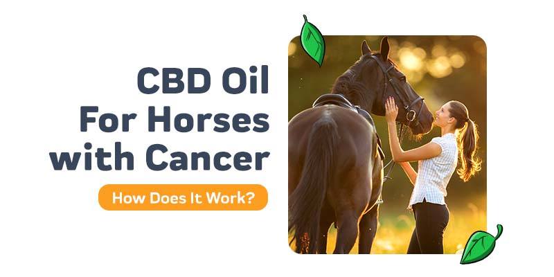 CBD Oil For Horses With Cancer