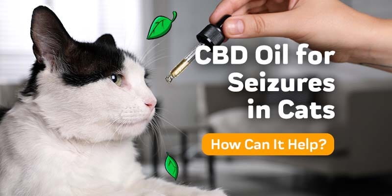 CBD Oil for Seizures & Epilepsy in Cats
