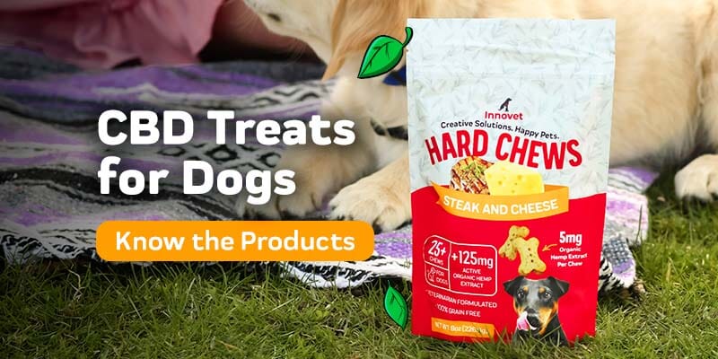 The Best CBD Treats for Dogs