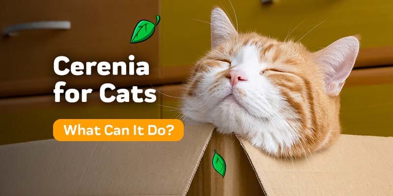 Cerenia For Cats – Innovet Pet