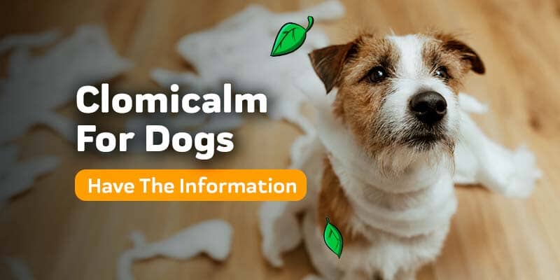 Clomicalm For Dogs: Information For Pet Owners