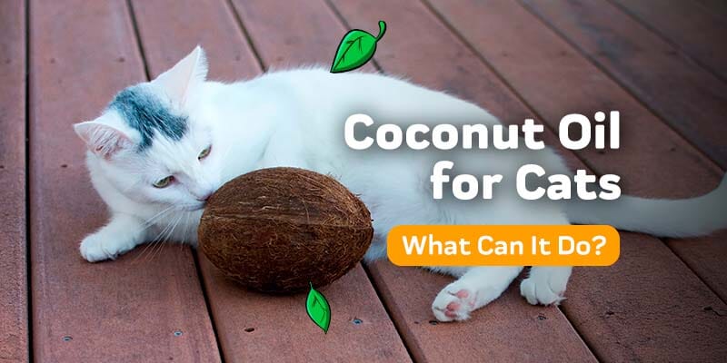 Coconut Oil for Cats