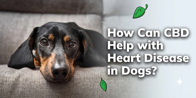 How Can CBD Help with Heart Disease in Dogs? (+ Signs And Treatment)