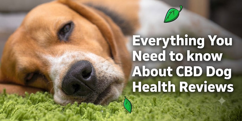 Everything You Need to know About CBD Dog Health Reviews