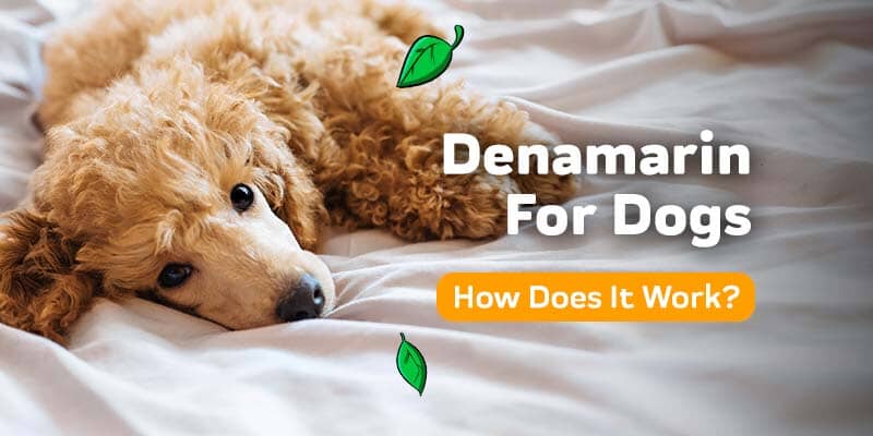 Denamarin For Dogs: How Does It Support Liver Function?