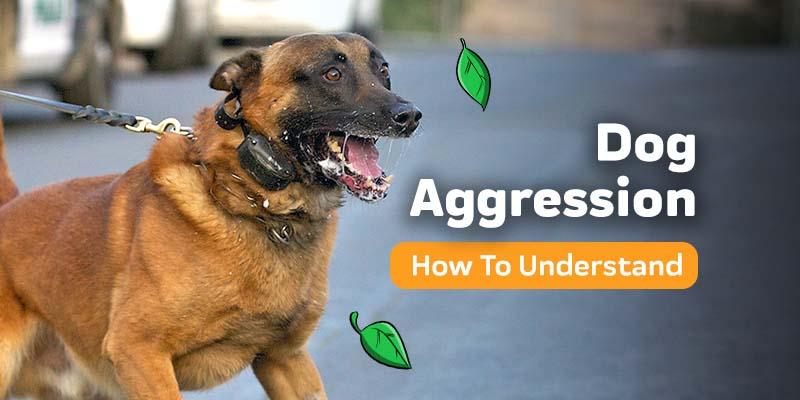 Dog Aggression: How To Understand & Stop Aggression in Dogs