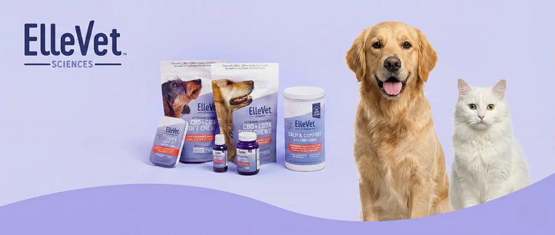ElleVet Review: Is the “Science Brand” Worth the Price? (2026)