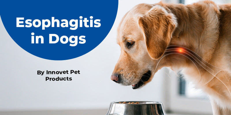 Esophagitis in Dogs