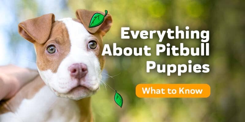 Everything You Need to Know About Pitbull Puppies