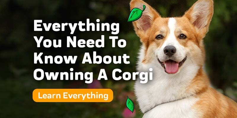 Everything You Need To Know About Owning A Corgi