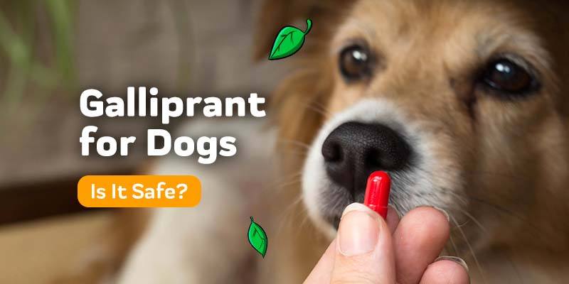 What Is Galliprant For Dogs? Uses, Side Effects and Alternatives
