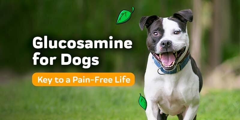 Glucosamine for Dogs: The Key to a Long, Healthy, and Pain-Free Life