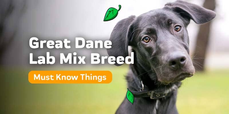 Must Know Things About Great Dane Lab Mix Breed