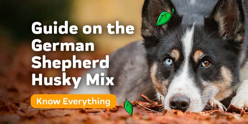 The Complete Guide on the German Shepherd Husky Mix