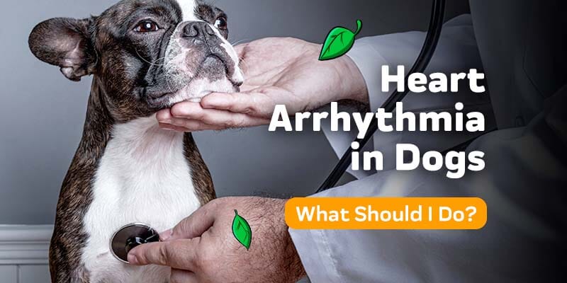 Heart Arrhythmia in Dogs