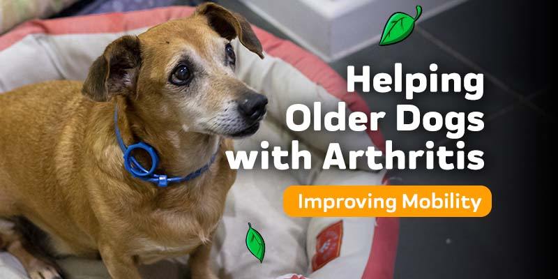 Helping Older Dogs with Arthritis and Mobility Problems
