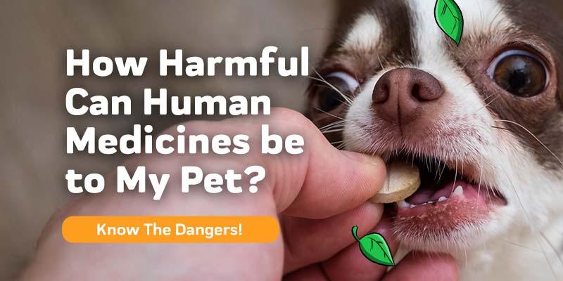 How Harmful Can Human Medicines be to My Pet?