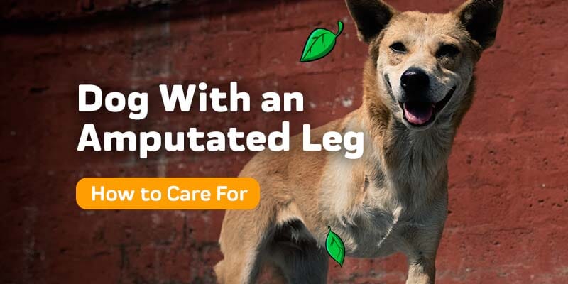 How to Care for a Dog with an Amputated Leg