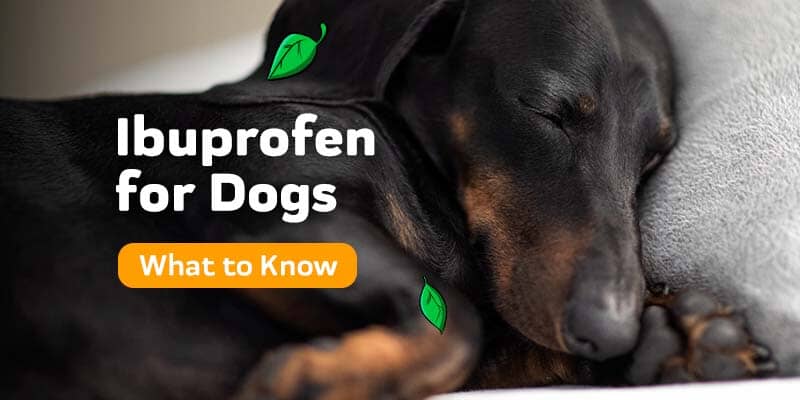 Ibuprofen For Dogs: Everything You Need To Know – Innovet Pet