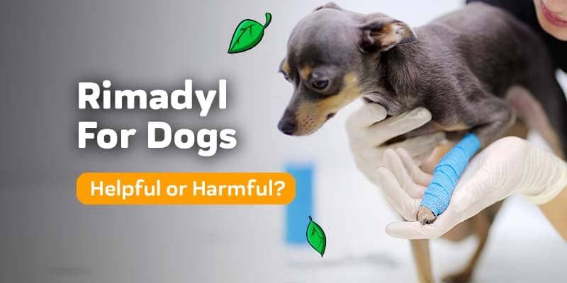 What is Rimadyl for Dogs? Its Uses, Dosage, Risks and Natural Alternatives