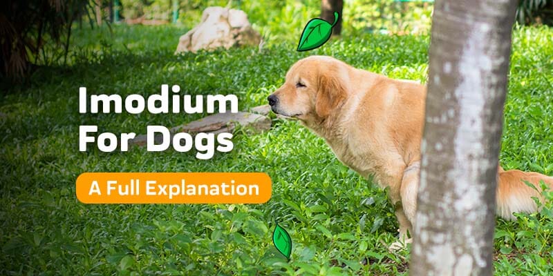 Imodium For Dogs: A Full Explanation