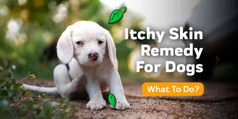 Itchy Skin Remedy For Dogs