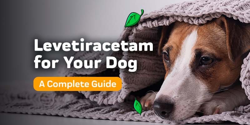 What Is Levetiracetam For Dogs and What Is It Used For?