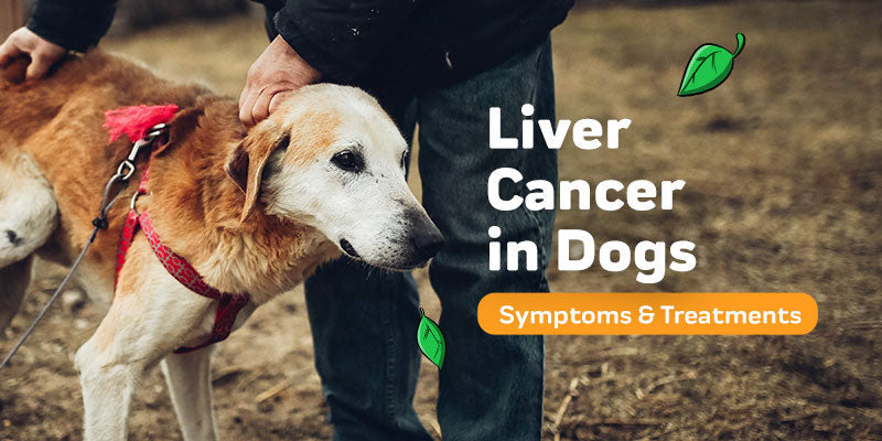 What Are The Symptoms of Liver Cancer in Dogs? (+ Causes, Treatment, and Prognosis)