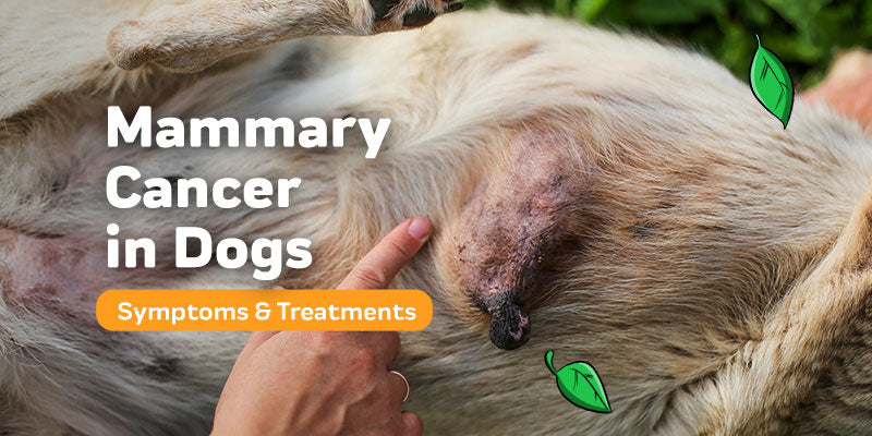 Mammary Cancer in Dogs