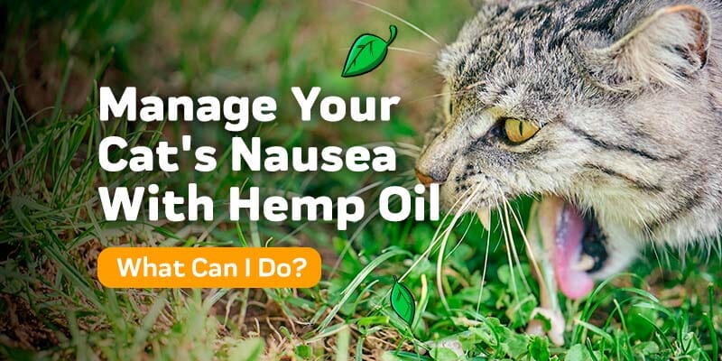 Managing Your Cat's Nausea With Hemp Oil