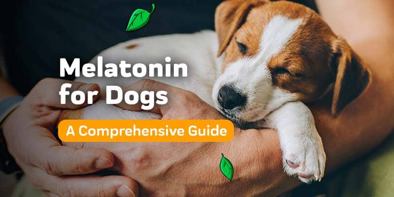 Melatonin for Dogs: Safe Uses and Latest Natural Alternative