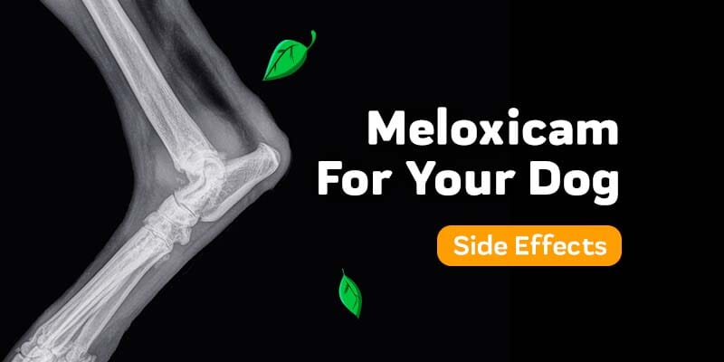 Meloxicam for Dogs: Dosage, Side Effects, and Safety Guide