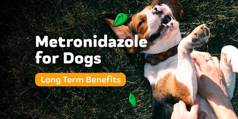 Metronidazole for Dogs: Benefits and Long Term Use