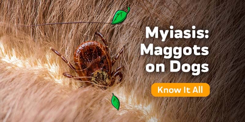 Maggots on Dogs (Myiasis): Emergency Removal Guide and Prevention