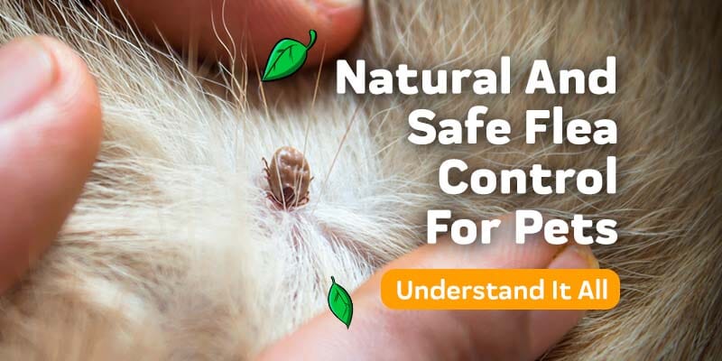 Natural And Safe Flea Control For Pets